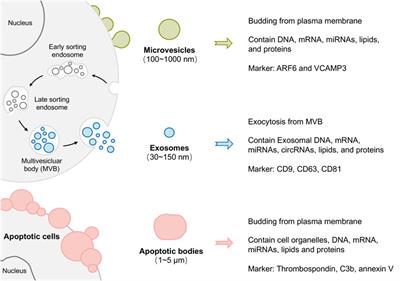 New frontiers of oral sciences: Focus on the source and biomedical application of extracellular vesicles